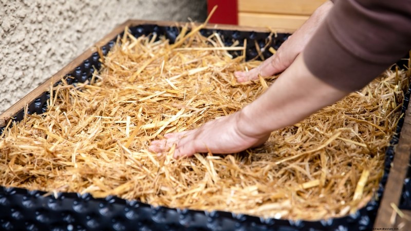 Cultivar hongos en casa:3 métodos simples y efectivos 