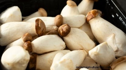King Trumpet Mushrooms:een uitgebreide gids voor thuis kweken 