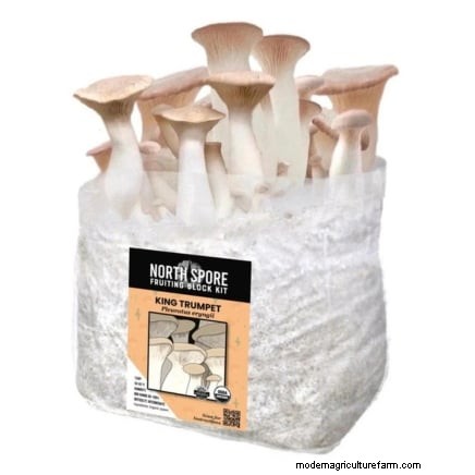 King Trumpet Mushrooms:een uitgebreide gids voor thuis kweken 