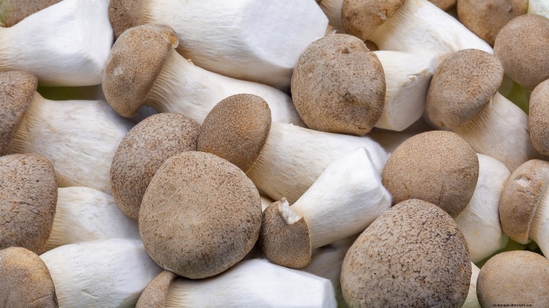 King Trumpet Mushrooms:een uitgebreide gids voor thuis kweken 