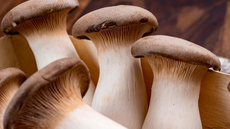 King Trumpet Mushrooms:een uitgebreide gids voor thuis kweken 