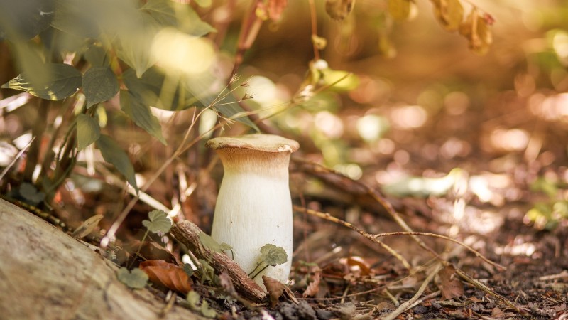 King Trumpet Mushrooms:een uitgebreide gids voor thuis kweken 