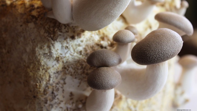 King Trumpet Mushrooms:een uitgebreide gids voor thuis kweken 