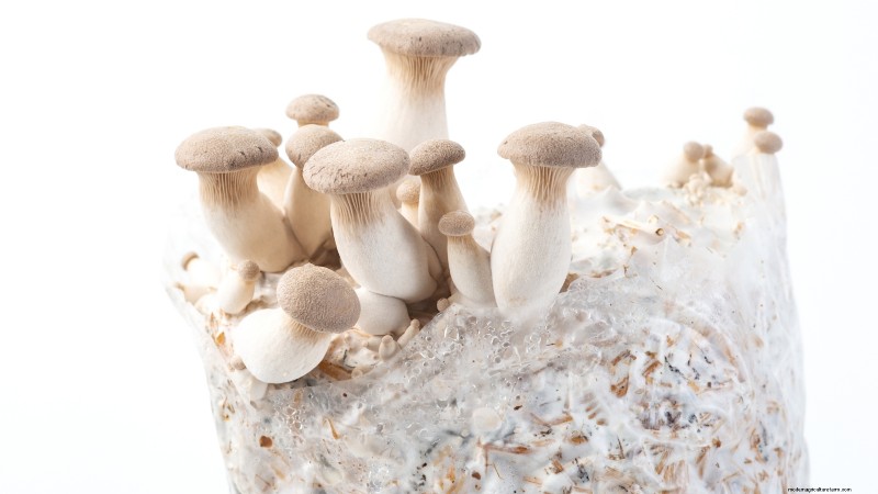 King Trumpet Mushrooms:een uitgebreide gids voor thuis kweken 