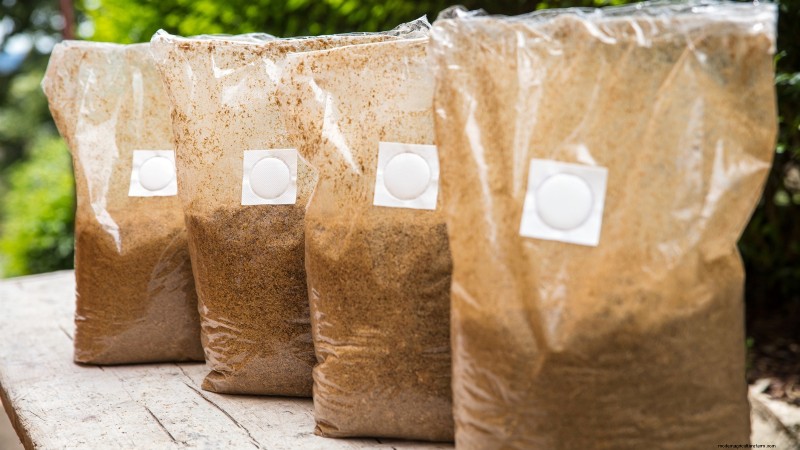 King Trumpet Mushrooms:een uitgebreide gids voor thuis kweken 