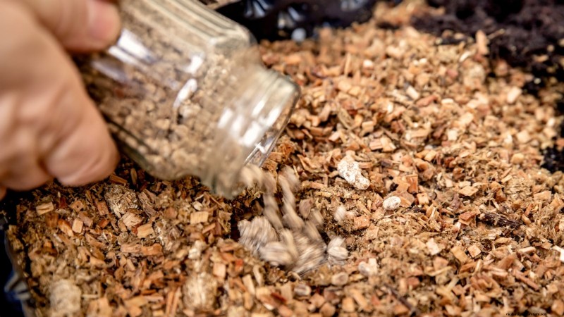 King Trumpet Mushrooms:een uitgebreide gids voor thuis kweken 