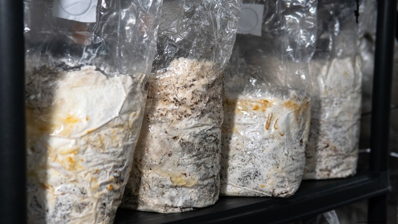 King Trumpet Mushrooms:een uitgebreide gids voor thuis kweken 