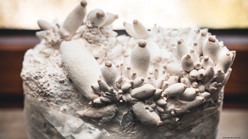King Trumpet Mushrooms:een uitgebreide gids voor thuis kweken 