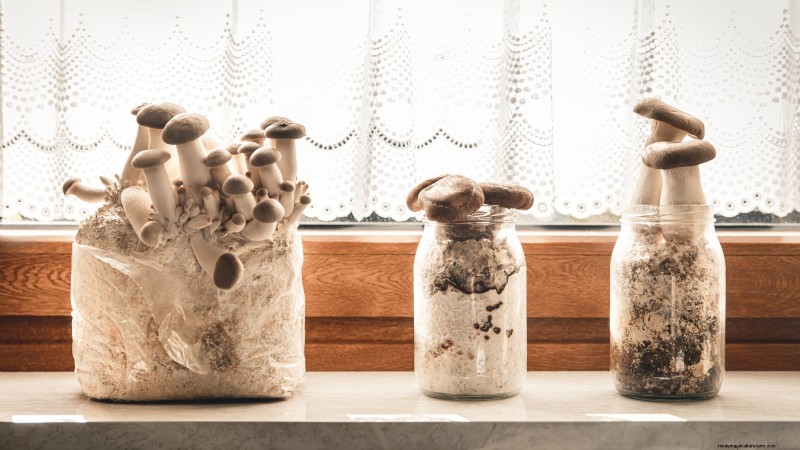 King Trumpet Mushrooms:een uitgebreide gids voor thuis kweken 