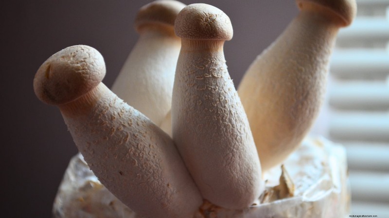 King Trumpet Mushrooms:een uitgebreide gids voor thuis kweken 