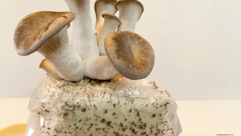 King Trumpet Mushrooms:een uitgebreide gids voor thuis kweken 