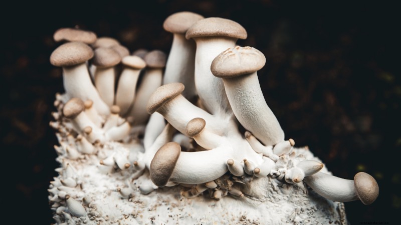 King Trumpet Mushrooms:een uitgebreide gids voor thuis kweken 