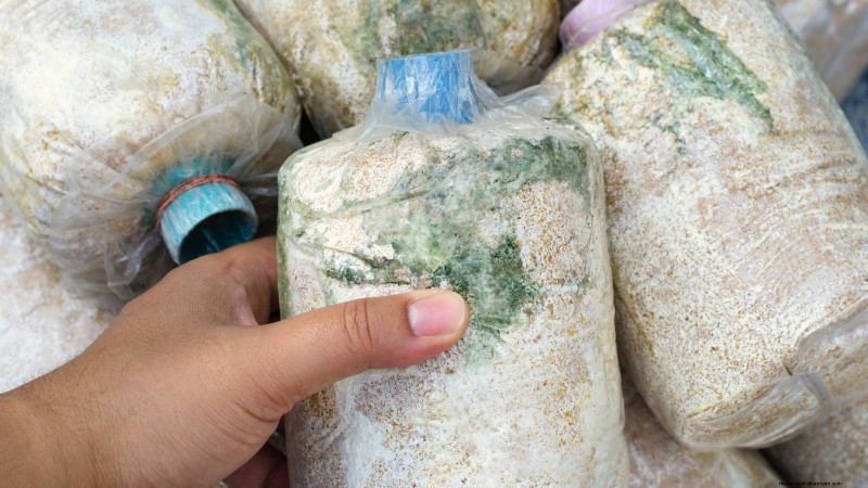 King Trumpet Mushrooms:een uitgebreide gids voor thuis kweken 