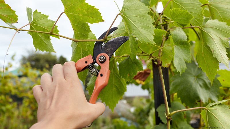 Poda de diciembre:11 plantas que se deben podar para tener salud primaveral 