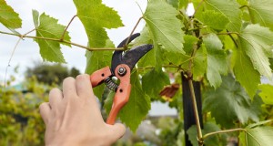 Snoeien in december:11 planten om te bezuinigen voor de lentegezondheid 
