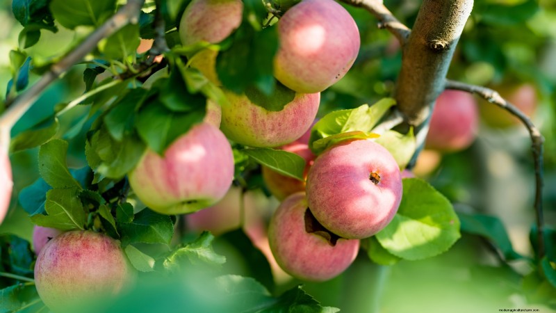 Poda de diciembre:11 plantas que se deben podar para tener salud primaveral 