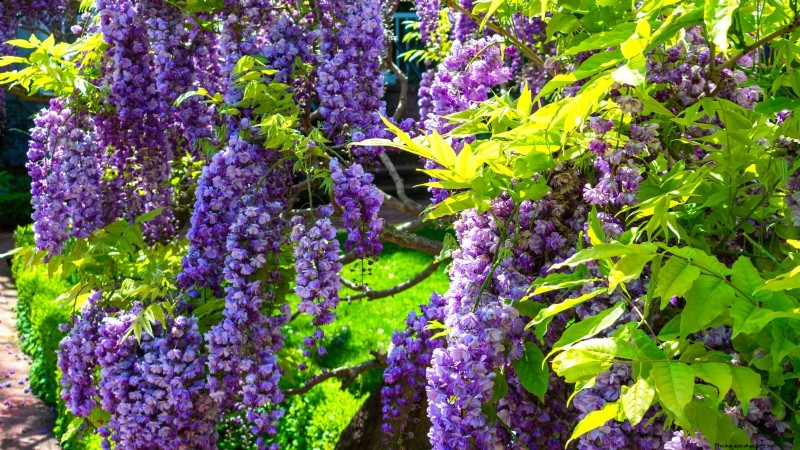 Poda de diciembre:11 plantas que se deben podar para tener salud primaveral 