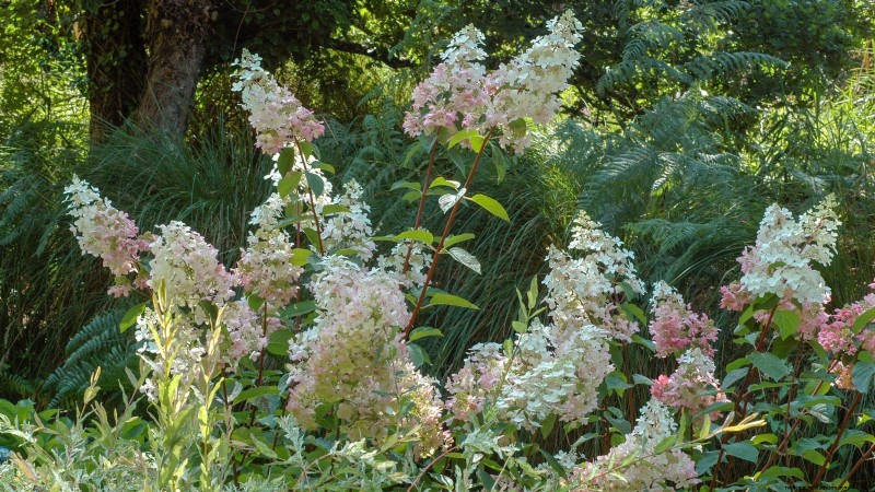Poda de diciembre:11 plantas que se deben podar para tener salud primaveral 