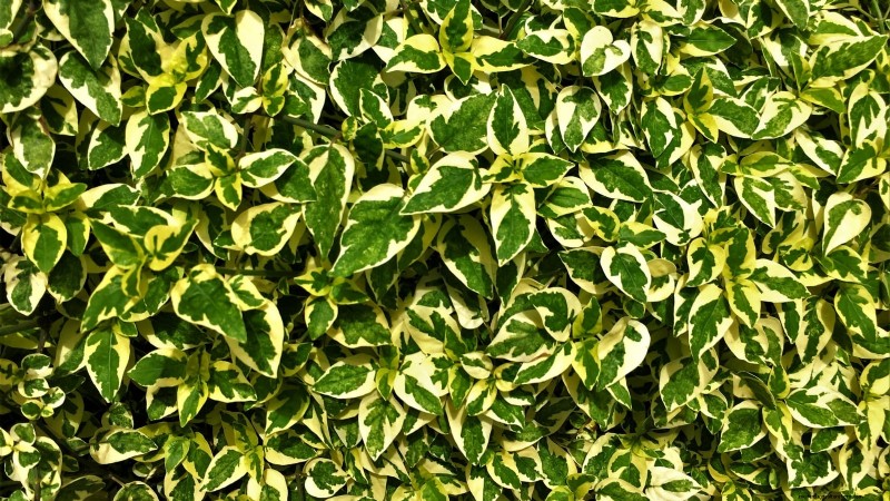 Poda de diciembre:11 plantas que se deben podar para tener salud primaveral 