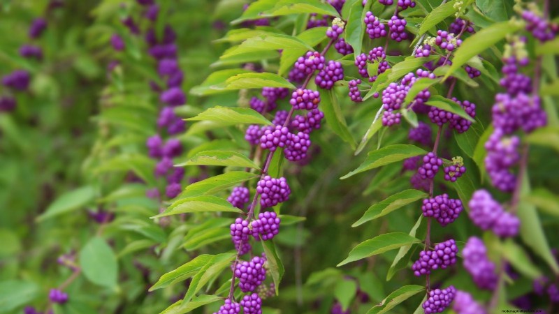 Poda de diciembre:11 plantas que se deben podar para tener salud primaveral 