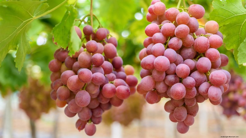 Poda de diciembre:11 plantas que se deben podar para tener salud primaveral 
