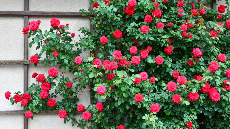 Poda de diciembre:11 plantas que se deben podar para tener salud primaveral 