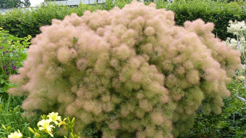 Poda de diciembre:11 plantas que se deben podar para tener salud primaveral 