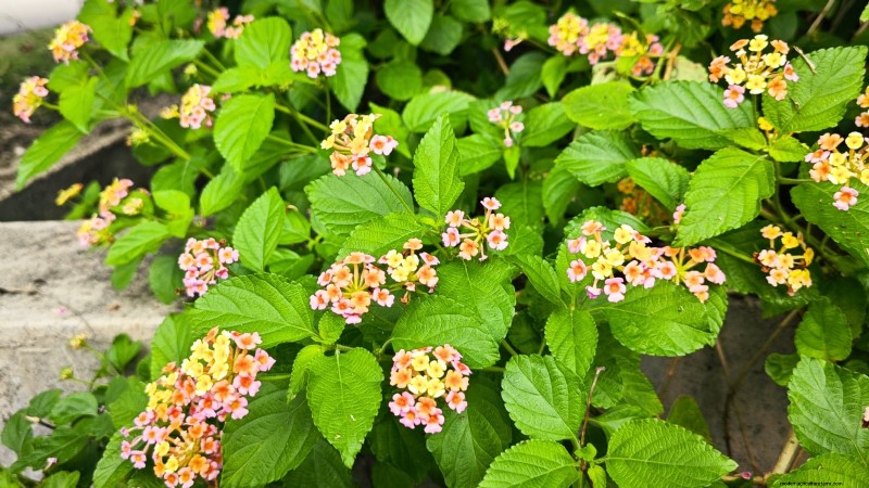 Poda de diciembre:11 plantas que se deben podar para tener salud primaveral 