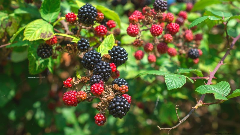 Poda de diciembre:11 plantas que se deben podar para tener salud primaveral 