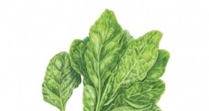 Verduras de invierno:11 verduras resistentes al frío para plantar ahora 