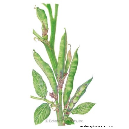 Verduras de invierno:11 verduras resistentes al frío para plantar ahora 