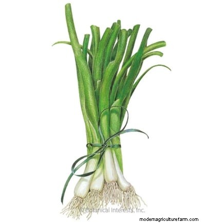 Verduras de invierno:11 verduras resistentes al frío para plantar ahora 