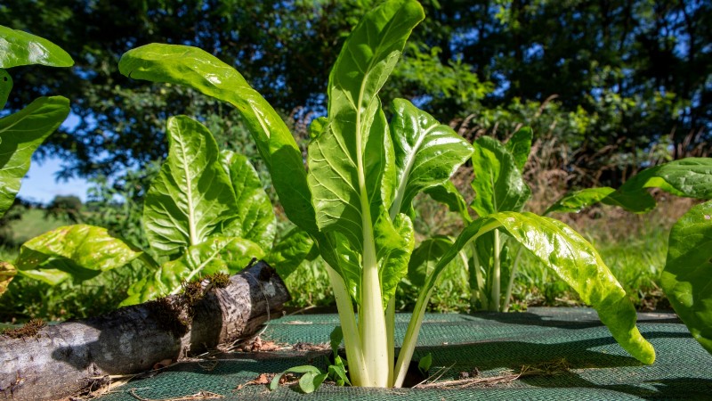 Verduras de invierno:11 verduras resistentes al frío para plantar ahora 