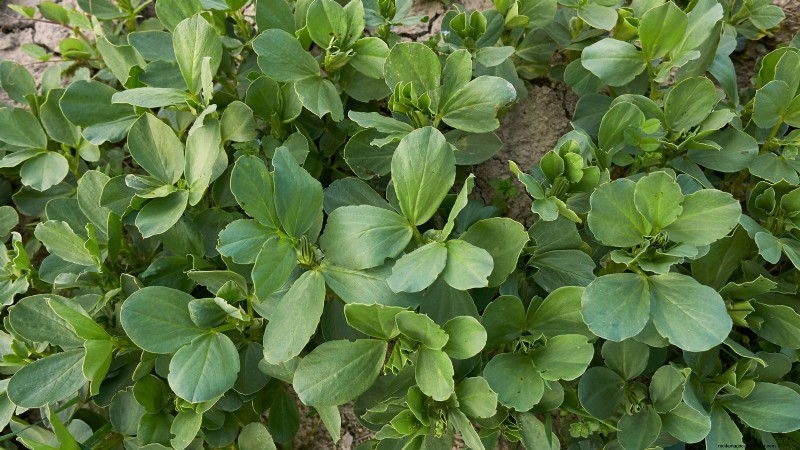Verduras de invierno:11 verduras resistentes al frío para plantar ahora 
