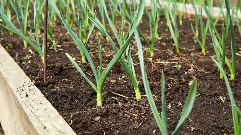 Verduras de invierno:11 verduras resistentes al frío para plantar ahora 