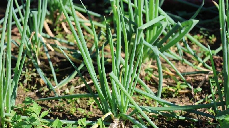 Verduras de invierno:11 verduras resistentes al frío para plantar ahora 