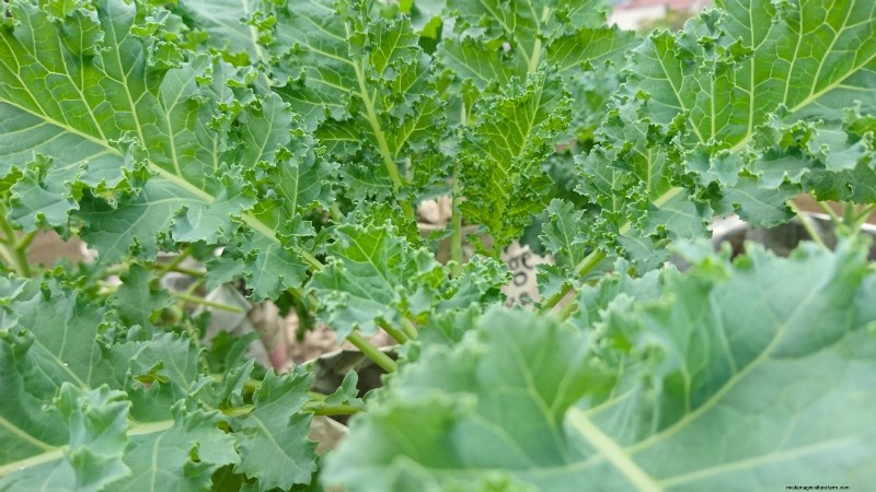 Verduras de invierno:11 verduras resistentes al frío para plantar ahora 