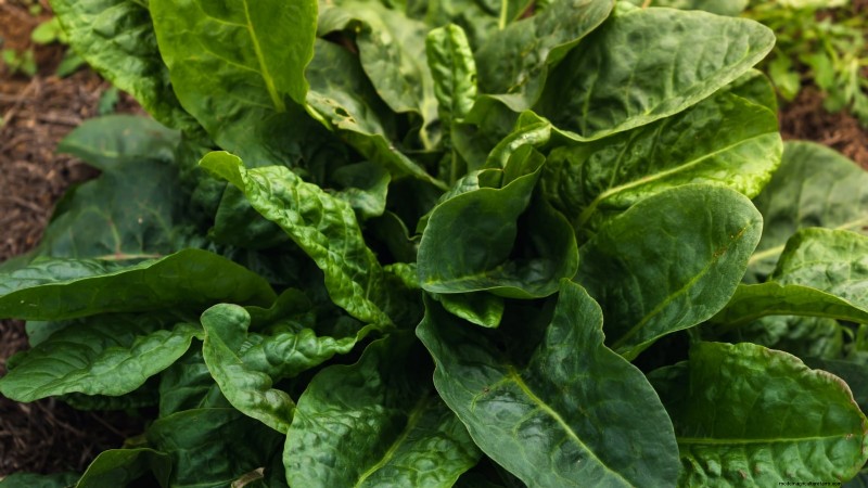 Verduras de invierno:11 verduras resistentes al frío para plantar ahora 