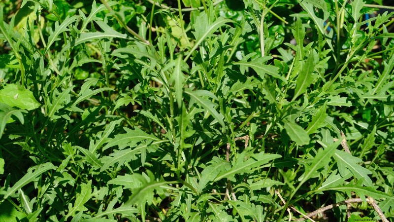 Verduras de invierno:11 verduras resistentes al frío para plantar ahora 