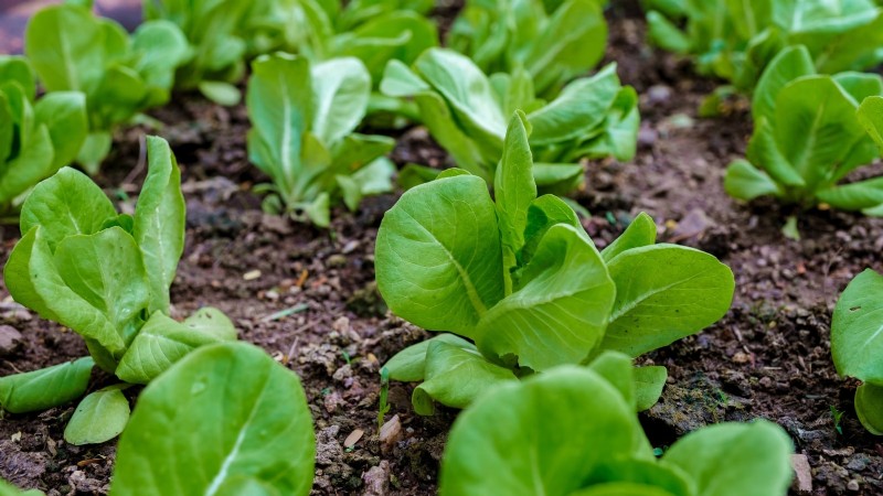 Verduras de invierno:11 verduras resistentes al frío para plantar ahora 