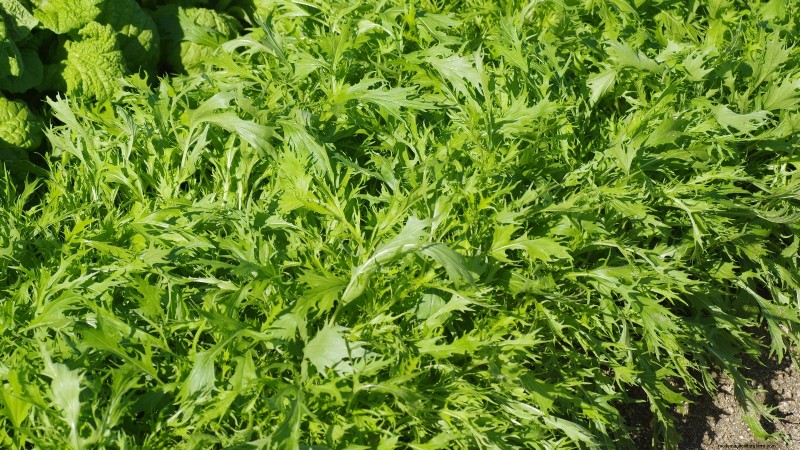 Verduras de invierno:11 verduras resistentes al frío para plantar ahora 