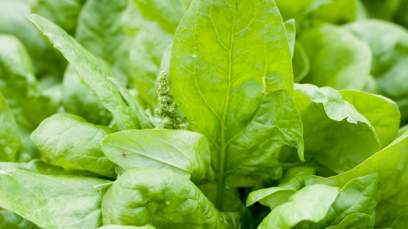 Verduras de invierno:11 verduras resistentes al frío para plantar ahora 