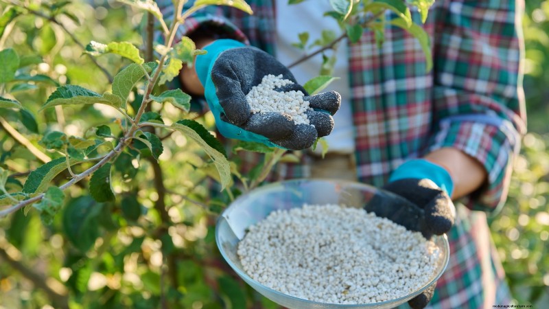 Uw nieuwe fruitbomen beschermen:winterverzorging voor eerstejaarsbomen 