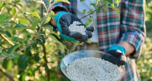 Uw nieuwe fruitbomen beschermen:winterverzorging voor eerstejaarsbomen 