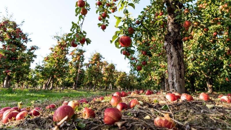 Uw nieuwe fruitbomen beschermen:winterverzorging voor eerstejaarsbomen 
