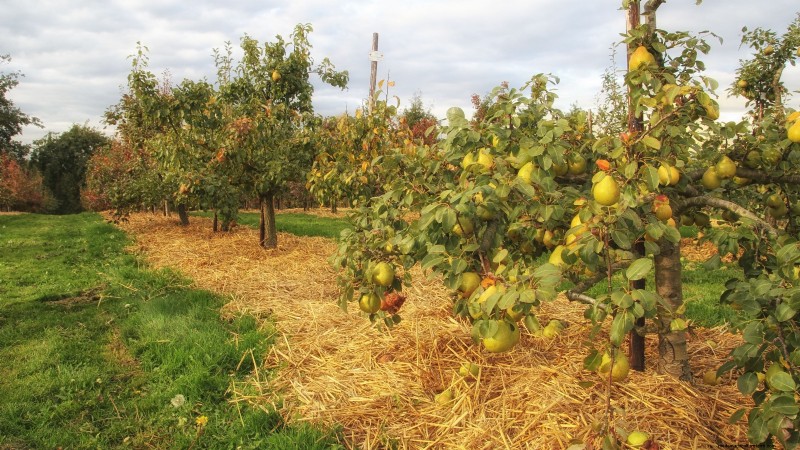 Uw nieuwe fruitbomen beschermen:winterverzorging voor eerstejaarsbomen 