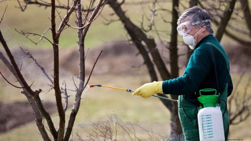 Uw nieuwe fruitbomen beschermen:winterverzorging voor eerstejaarsbomen 