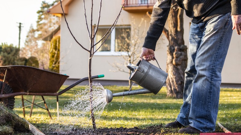 Uw nieuwe fruitbomen beschermen:winterverzorging voor eerstejaarsbomen 