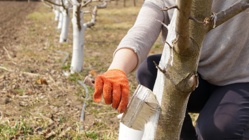 Uw nieuwe fruitbomen beschermen:winterverzorging voor eerstejaarsbomen 