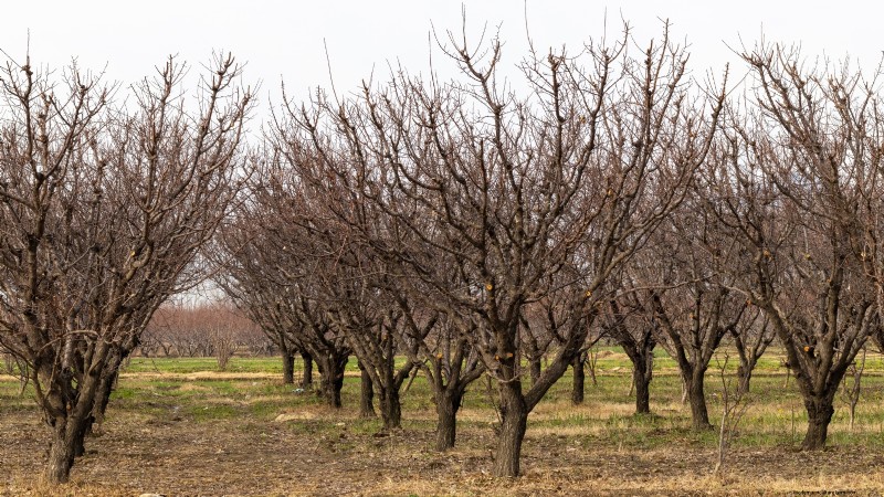 Uw nieuwe fruitbomen beschermen:winterverzorging voor eerstejaarsbomen 